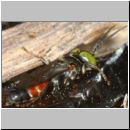 Tachysphex obscuripennis - Grabwespe m10a 7-8mm Sandgrube Niedringhaussee.jpg